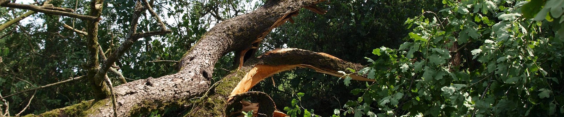Schade aan je tuin door storm, is dat eigenlijk verzekerd?